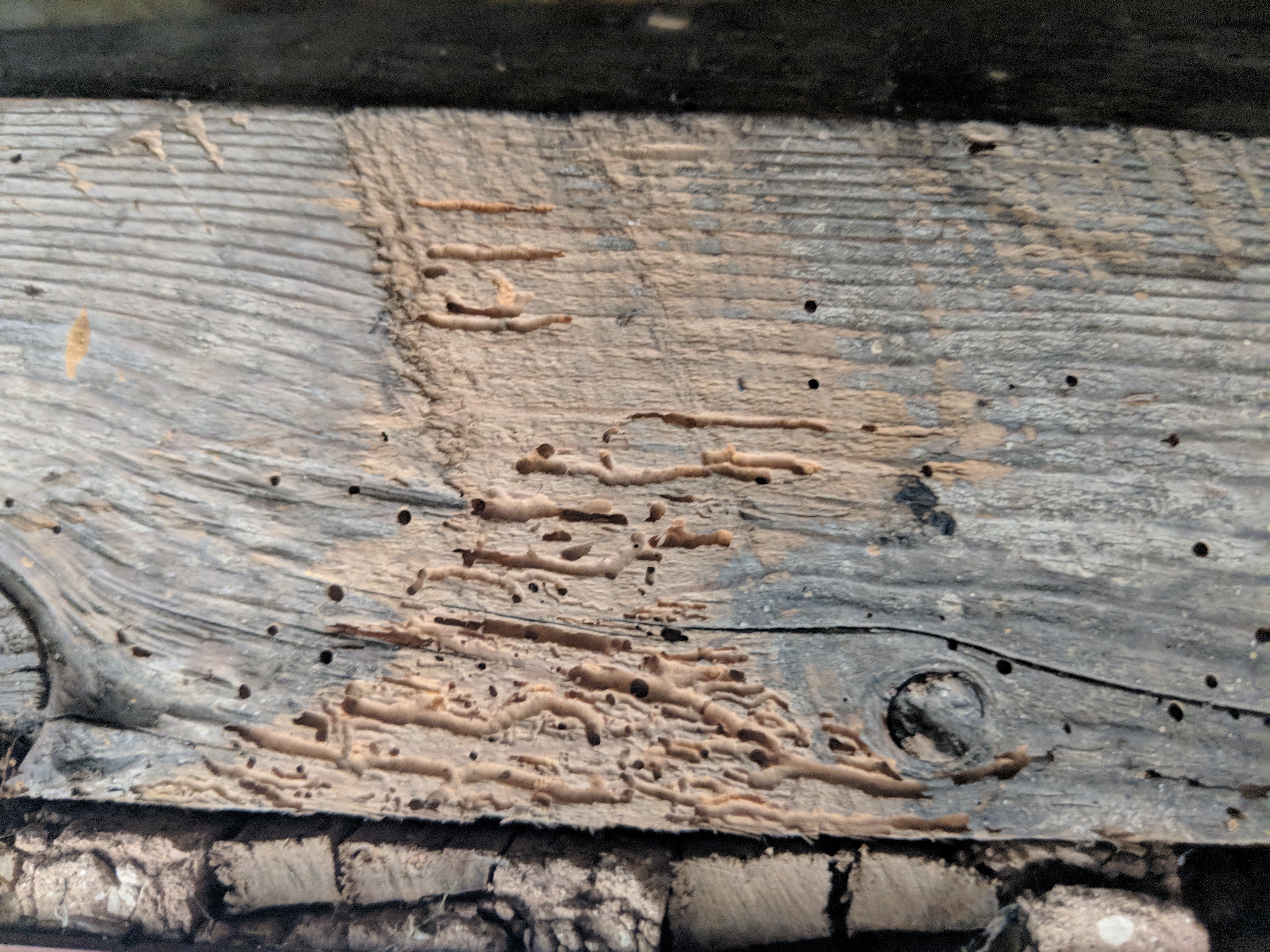 Woodworm Treatment Specialists Timber Surveys Reports Adept Uk