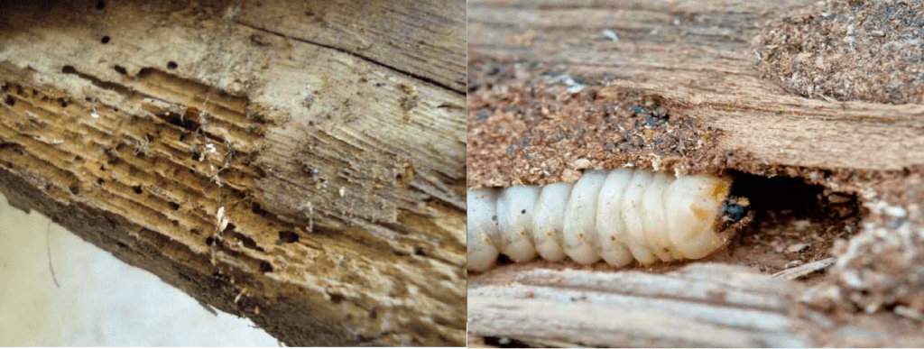 Adept UK Damp & Decay