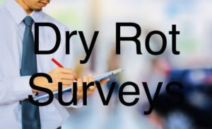 Dry Rot Survey