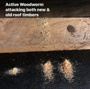 woodworm inspection,  woodworm Survey, Report, Treatment