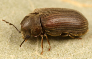 woodworm beetle