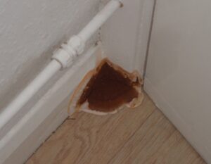 Dry rot Stockport