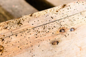 Woodworm